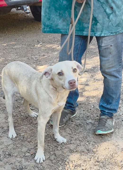 Enlarge Colton, a Adoptable mixed breed in Warren, RI video 6/6