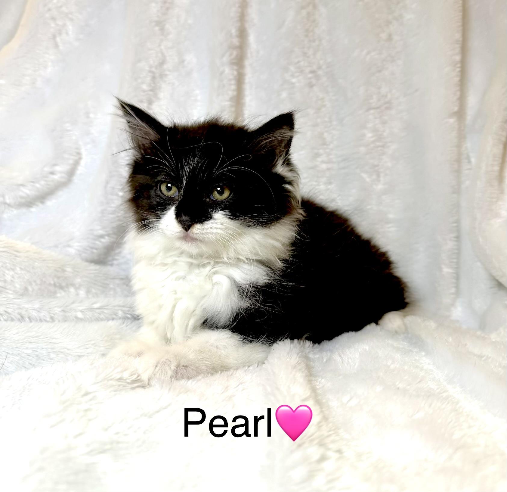Pearl, adopted, Kitten Female Domestic Long Hair.