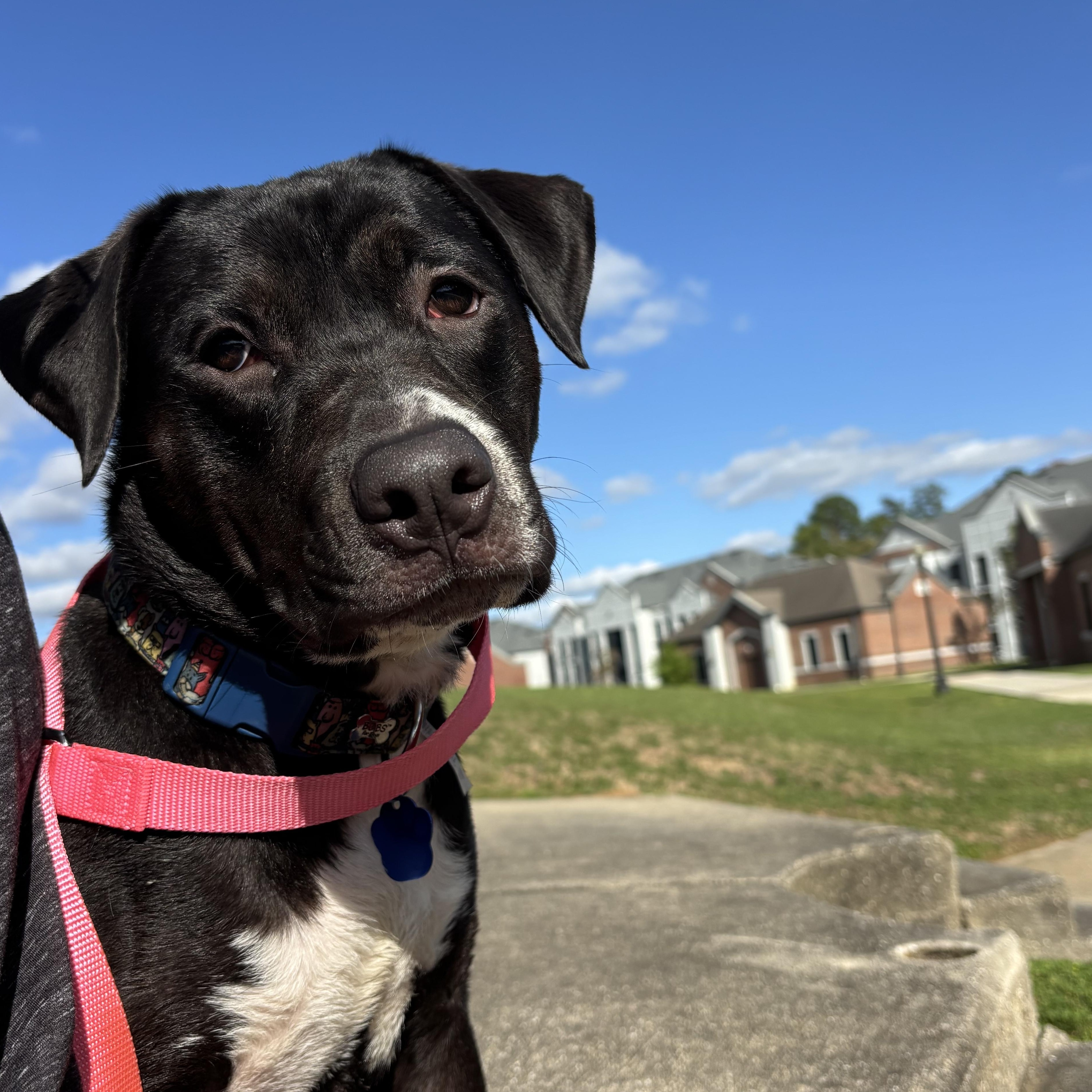 Enlarge Buttercup, a Adoptable mixed breed in Lutz, FL image 1/5