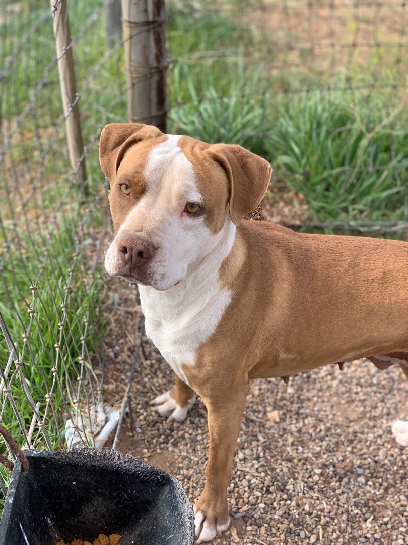 Enlarge Lady, a Adoptable mixed breed in Lubbock, TX image 1/12