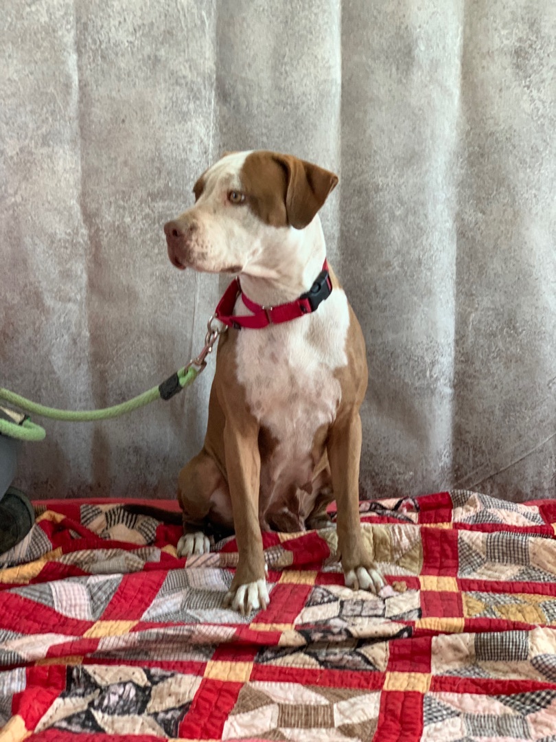 Enlarge Lady, a Adoptable mixed breed in Lubbock, TX image 2/12