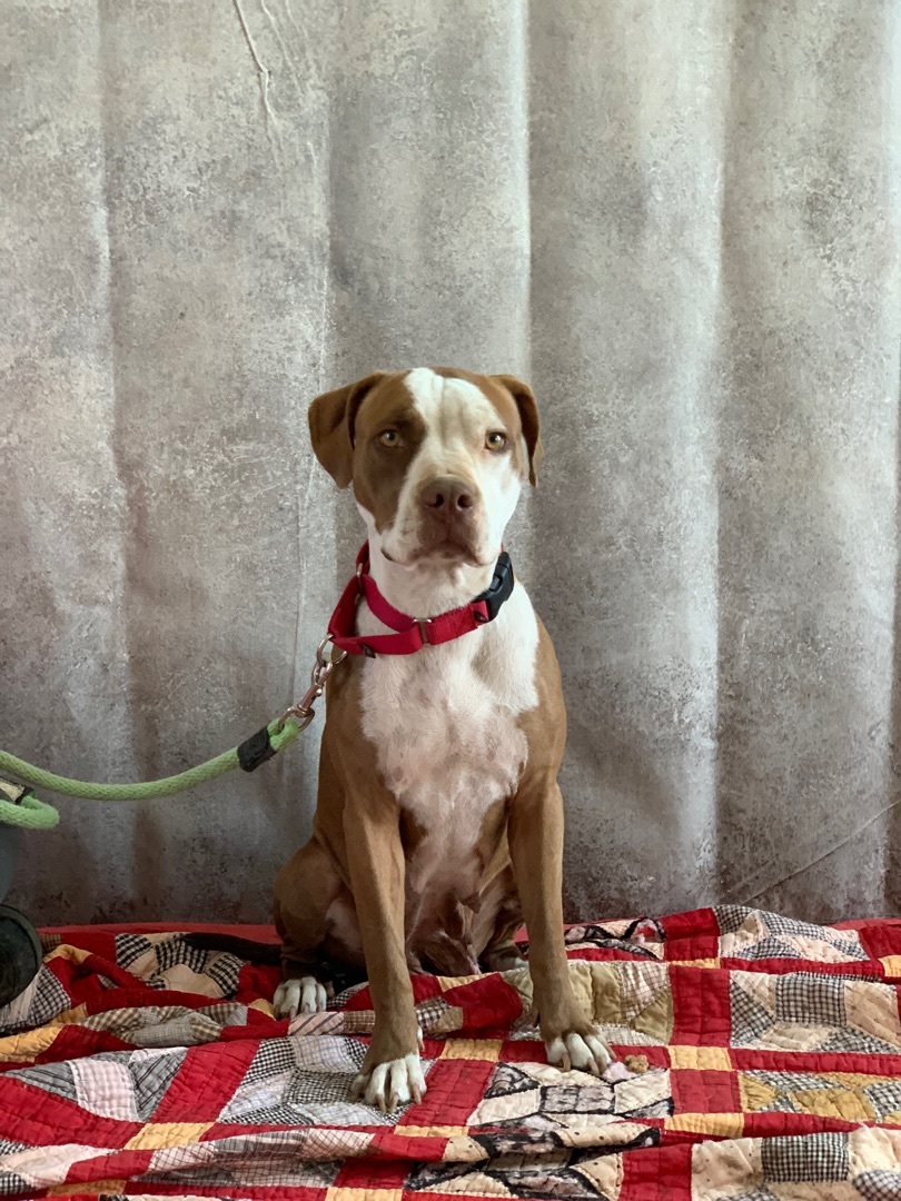 Enlarge Lady, a Adoptable mixed breed in Lubbock, TX image 4/12
