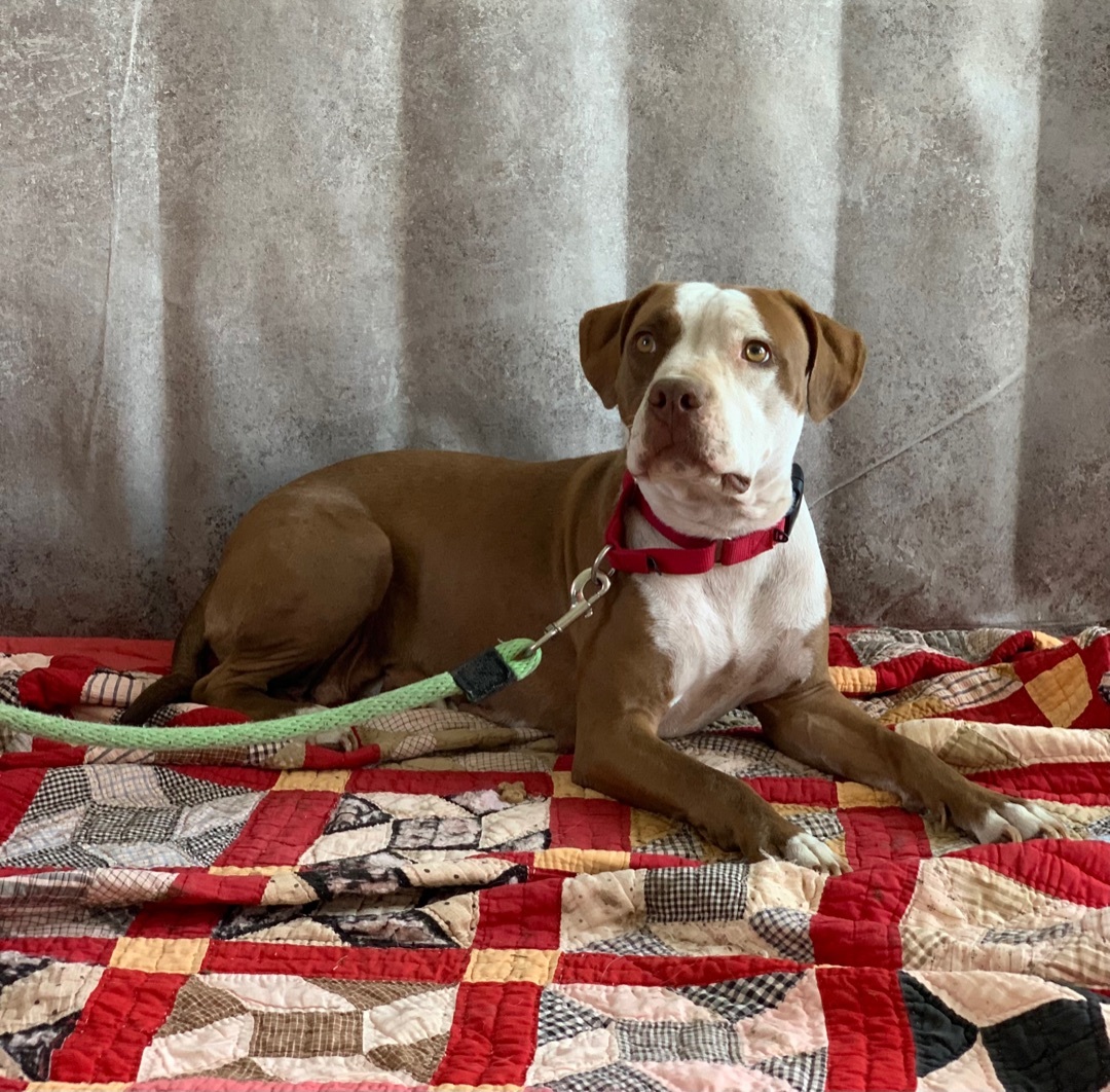 Enlarge Lady, a Adoptable mixed breed in Lubbock, TX image 5/12