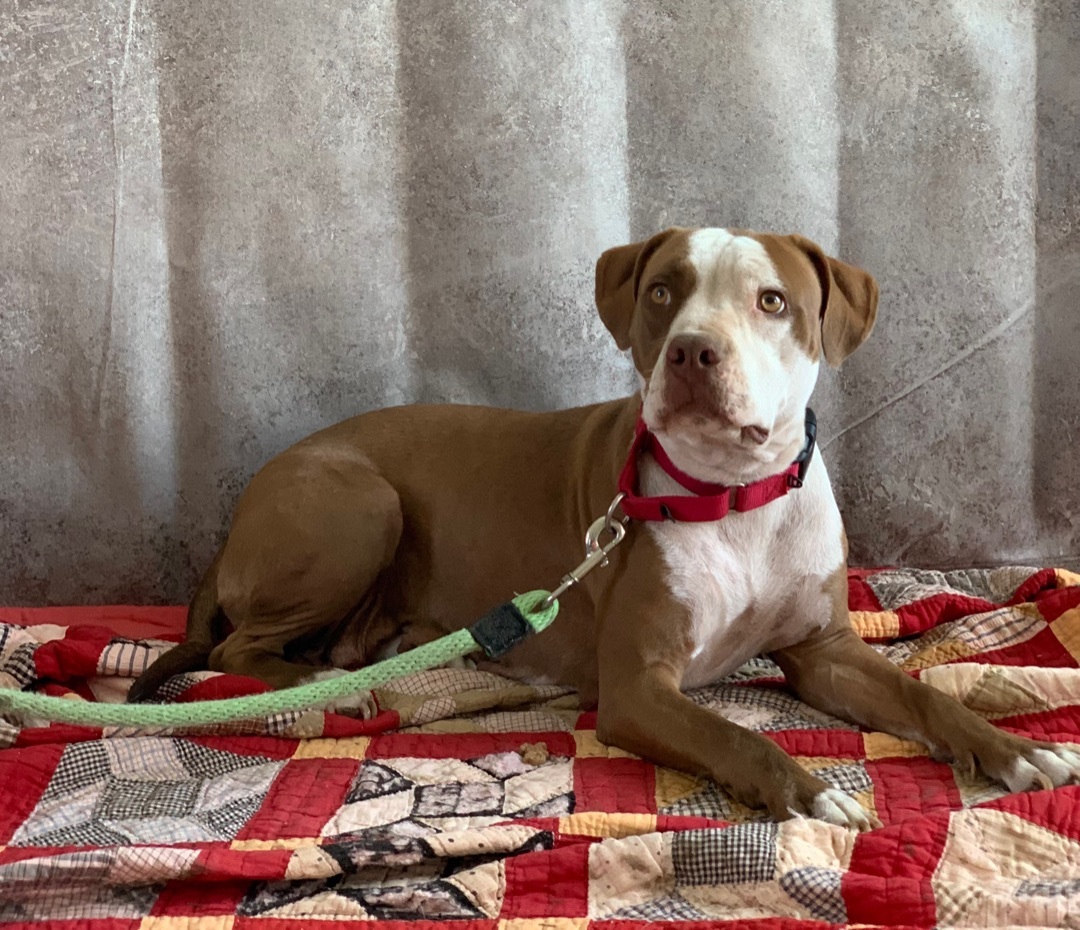 Enlarge Lady, a Adoptable mixed breed in Lubbock, TX image 6/12