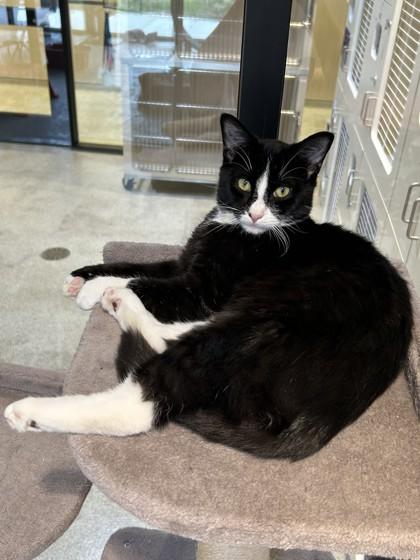 Enlarge Domino, a Adopted mixed breed in Hamilton, MT image 3/3