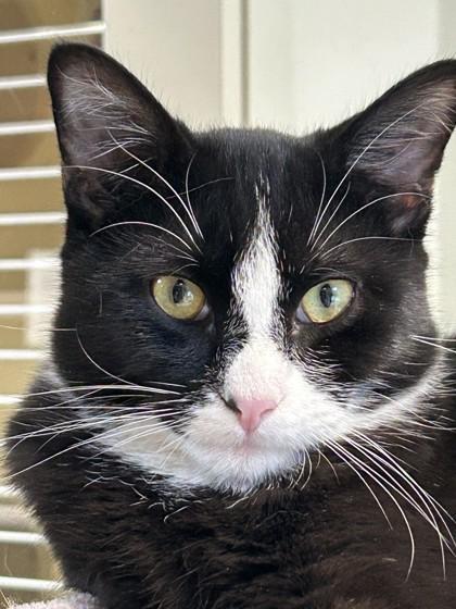Enlarge Domino, a Adopted mixed breed in Hamilton, MT image 1/3