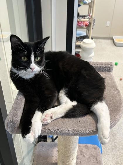 Enlarge Domino, a Adopted mixed breed in Hamilton, MT image 2/3