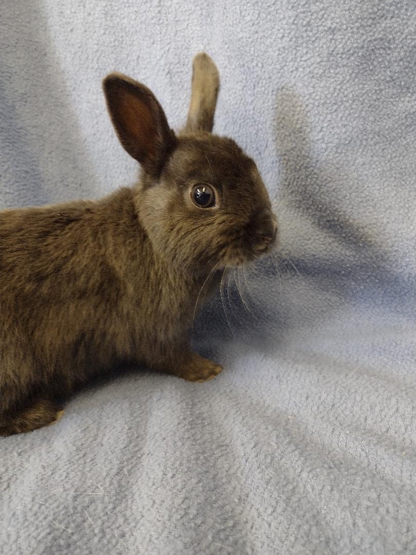 Enlarge Eddie, an adopted Britannia Petite in Plymouth, MI image 1/3
