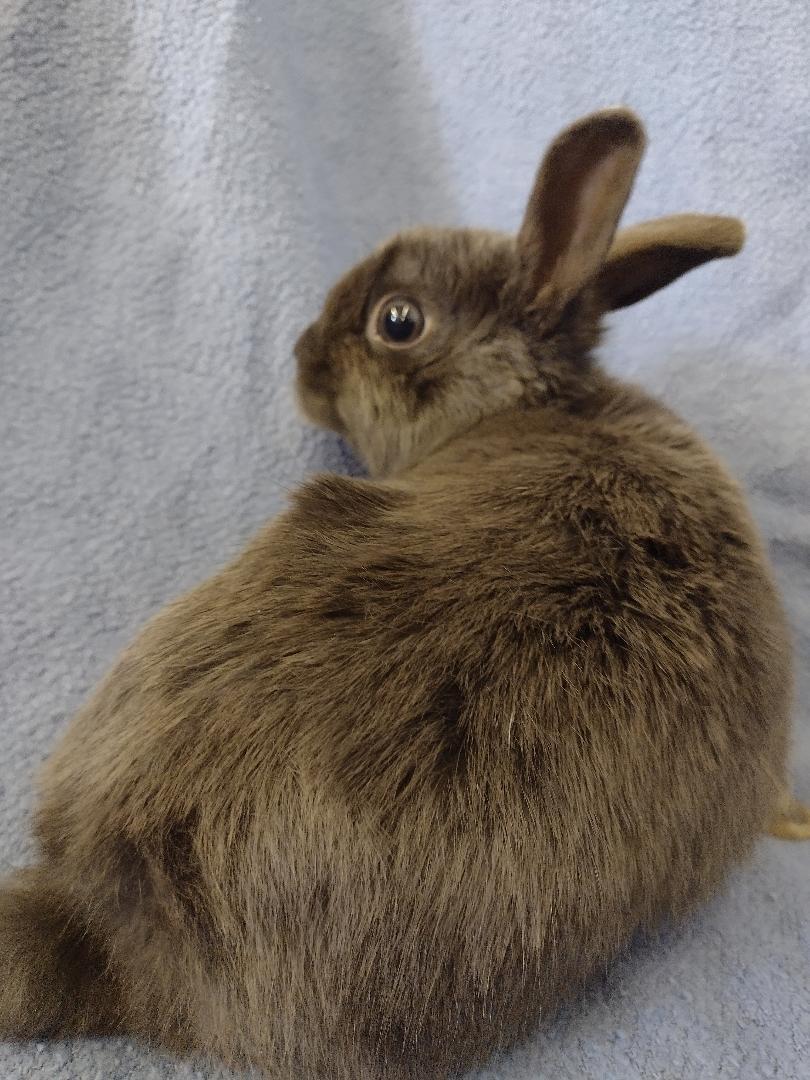 Enlarge Eddie, an adopted Britannia Petite in Plymouth, MI image 2/3