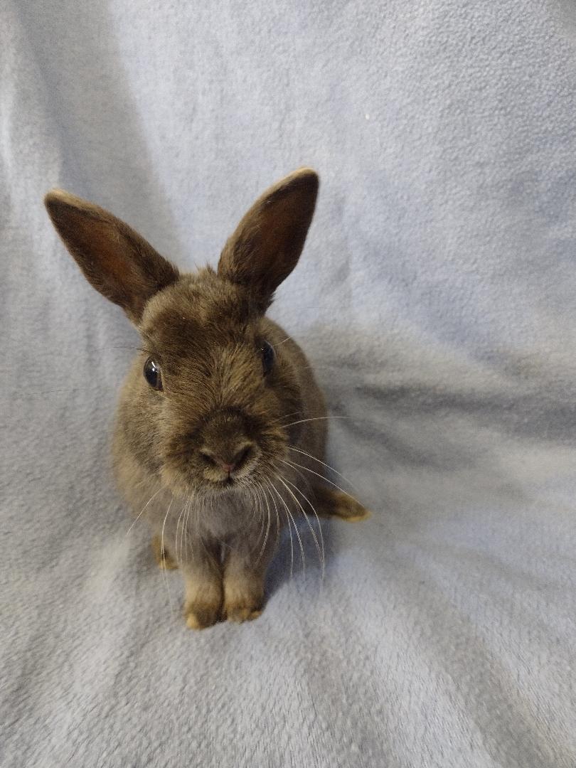 Enlarge Eddie, an adopted Britannia Petite in Plymouth, MI image 3/3