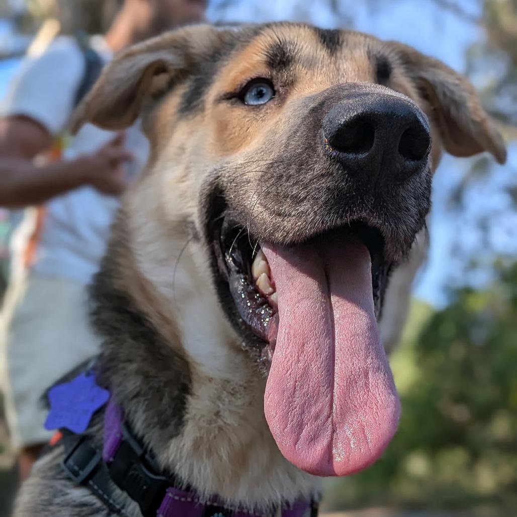 Tigger, a Adoptable mixed breed in San Francisco, CA image 1/5
