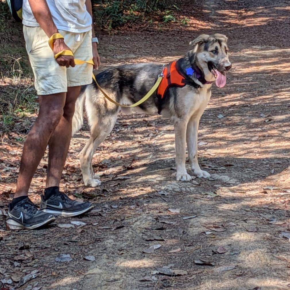 Tigger, Adoptable, Young Male Shepherd & Mixed Breed.