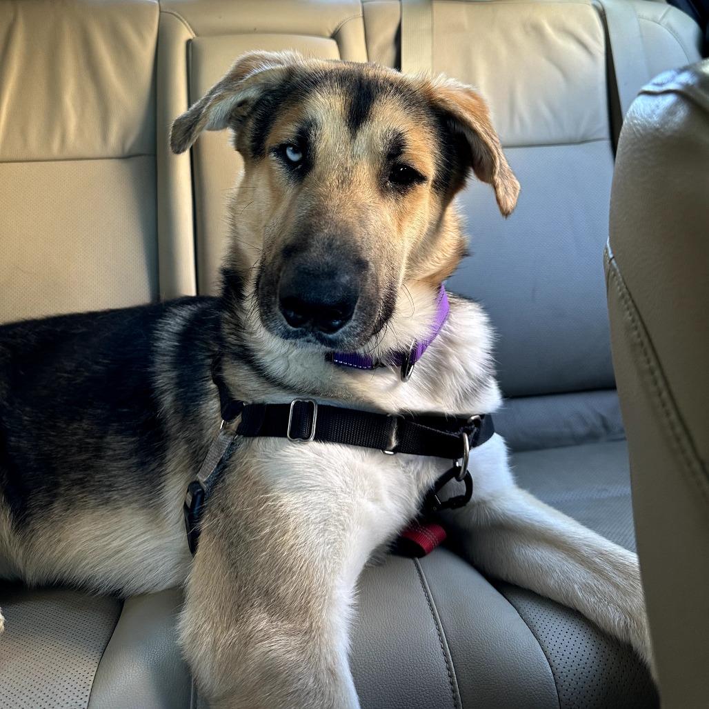 Enlarge Tigger, a Adoptable mixed breed in San Francisco, CA image 2/6