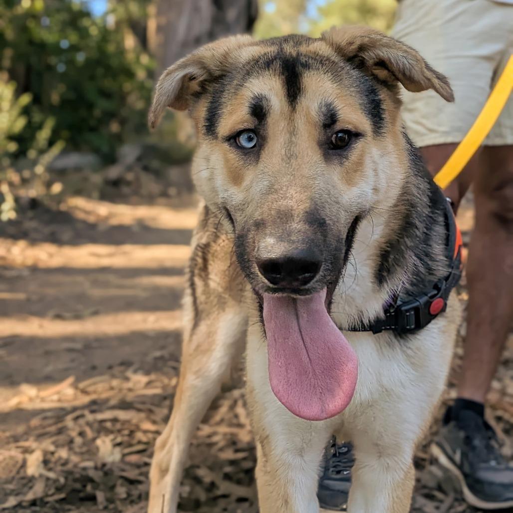 Tigger, a Adoptable mixed breed in San Francisco, CA image 2/5