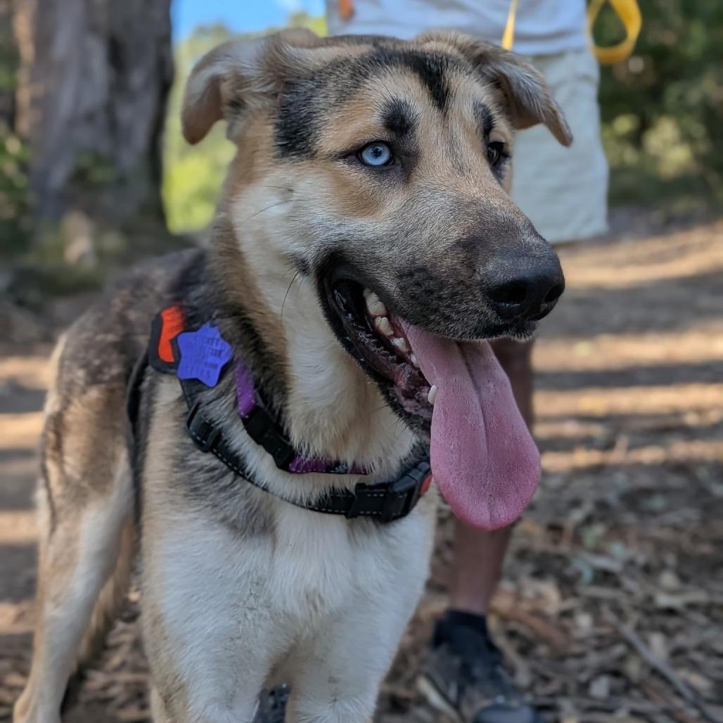 Tigger, a Adoptable mixed breed in San Francisco, CA image 4/5