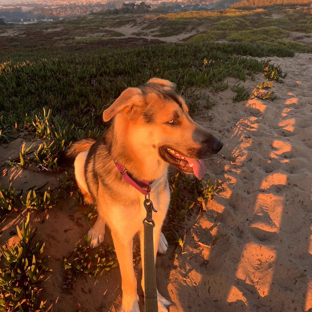 Tigger, a Adoptable mixed breed in San Francisco, CA image 5/5