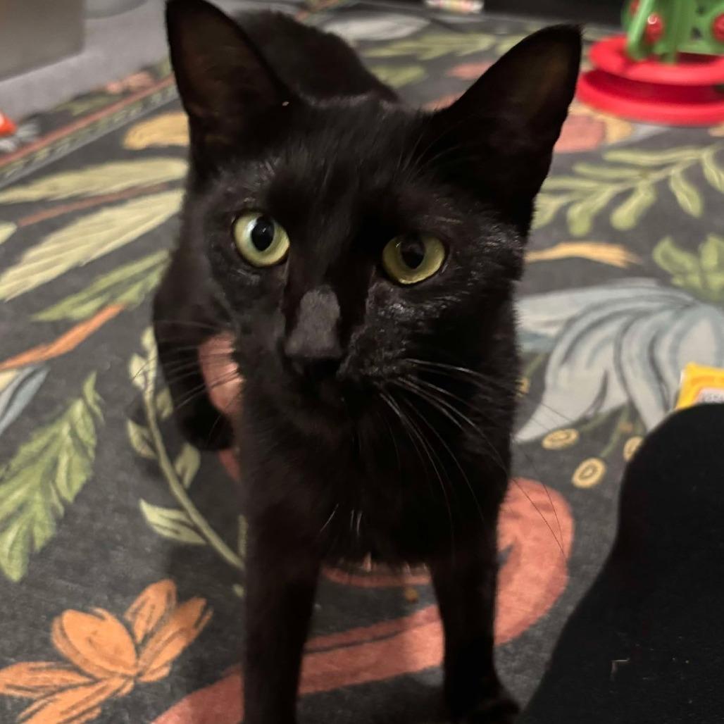 Mama Nori, Adoptable, Adult Female Domestic Short Hair.