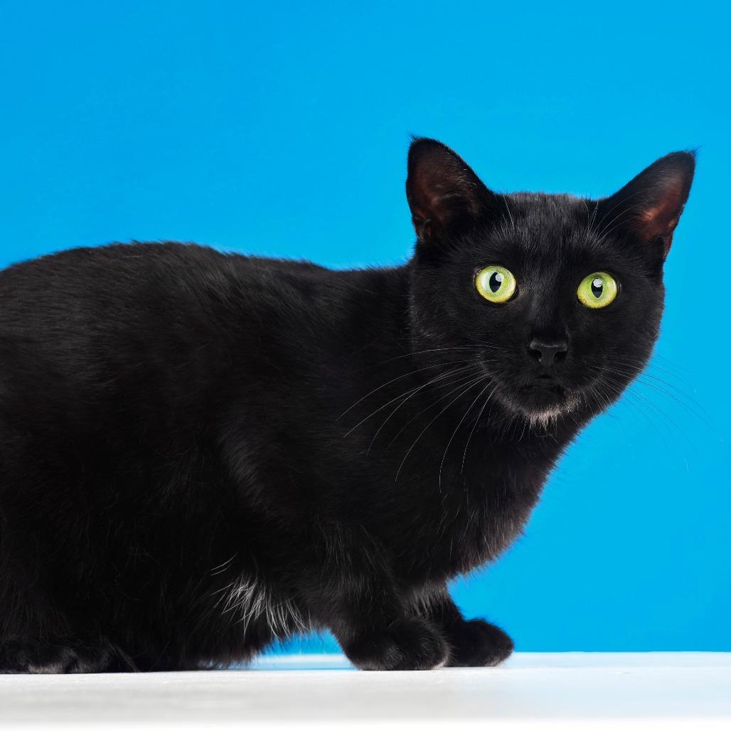 Mama Nori, a Adoptable Domestic Short Hair in Plainfield, IL image 1/6