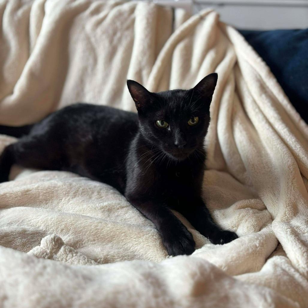 Enlarge Mama Nori, a Adoptable Domestic Short Hair in Plainfield, IL image 2/5