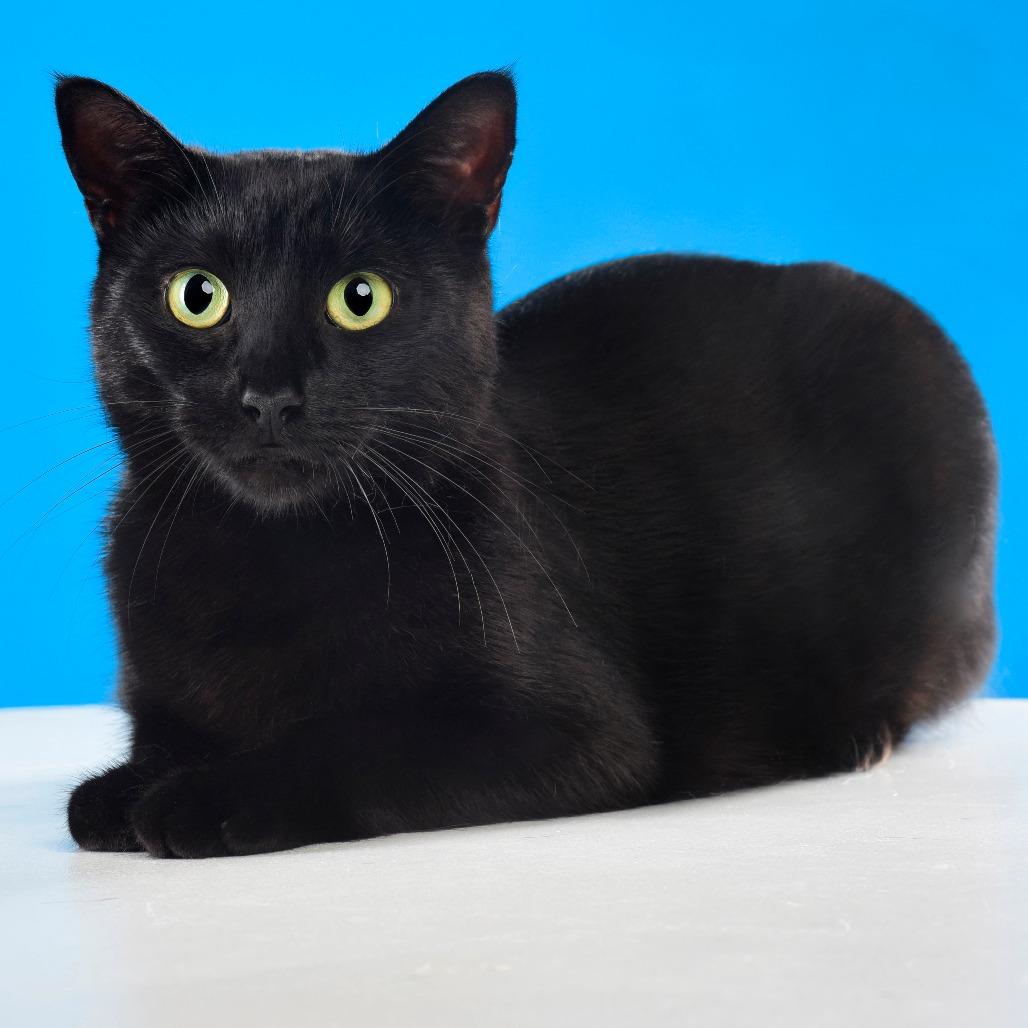 Mama Nori, a Adoptable Domestic Short Hair in Plainfield, IL image 3/6