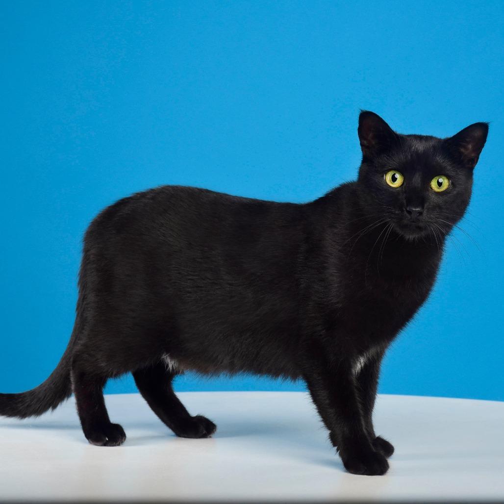 Mama Nori, a Adoptable Domestic Short Hair in Plainfield, IL image 4/6