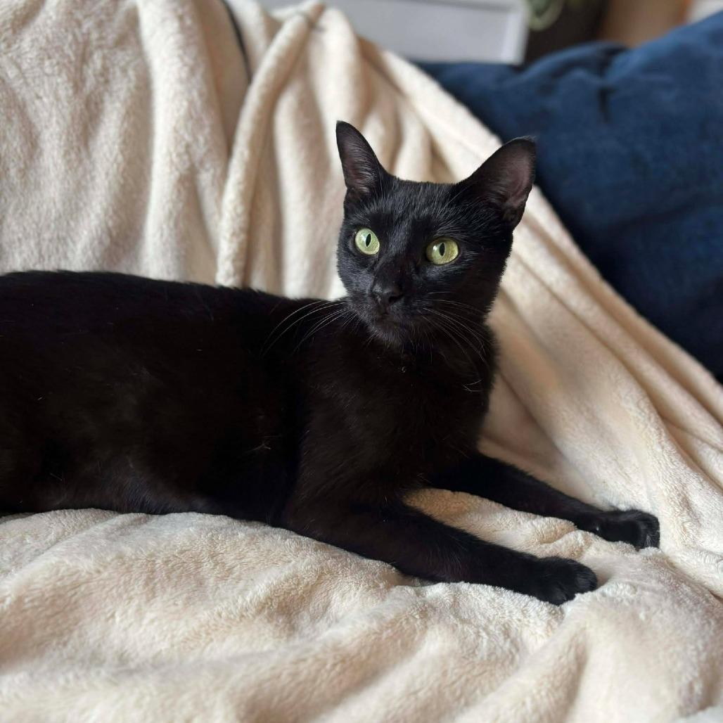 Enlarge Mama Nori, a Adoptable Domestic Short Hair in Plainfield, IL image 3/5