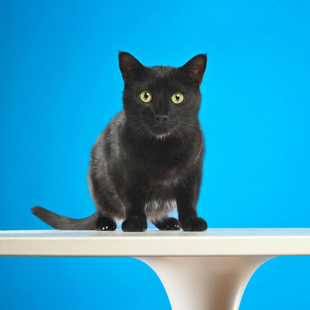 Mama Nori, a Adoptable Domestic Short Hair in Plainfield, IL image 5/6