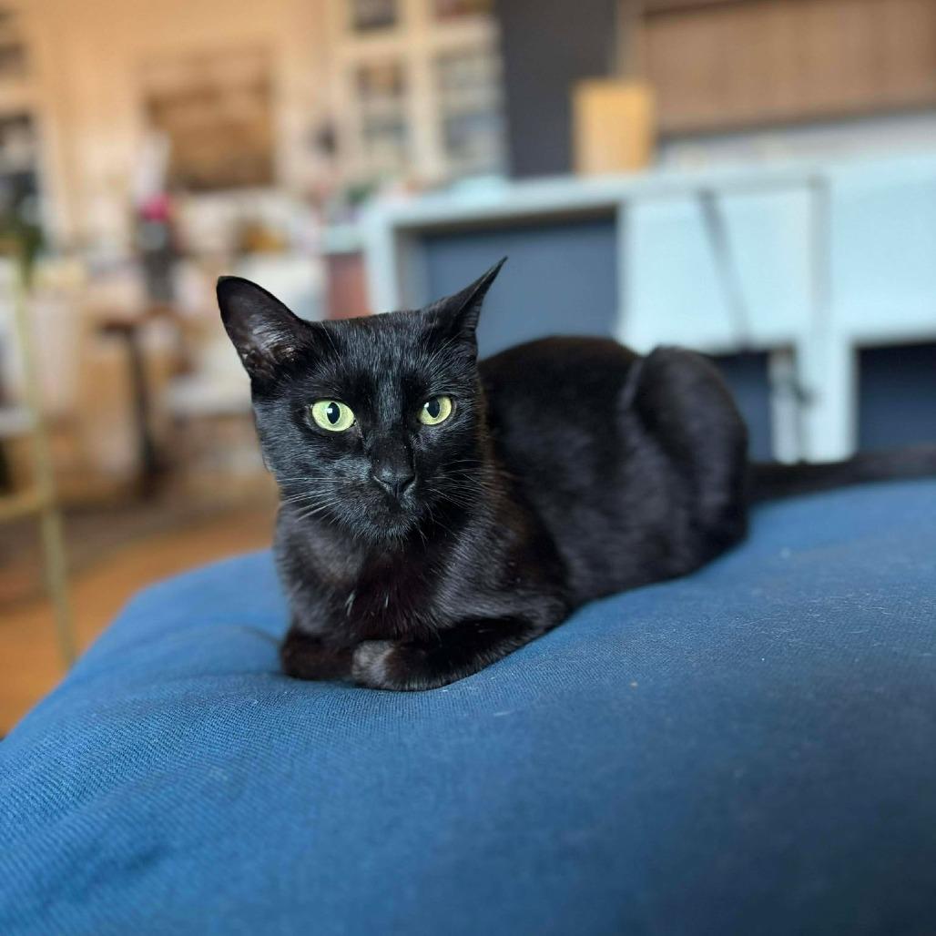 Enlarge Mama Nori, a Adoptable Domestic Short Hair in Plainfield, IL image 4/5