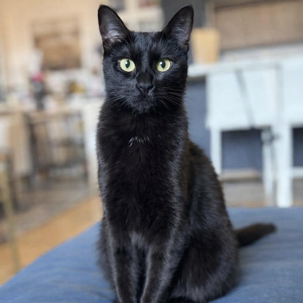 Enlarge Mama Nori, a Adoptable Domestic Short Hair in Plainfield, IL image 5/5
