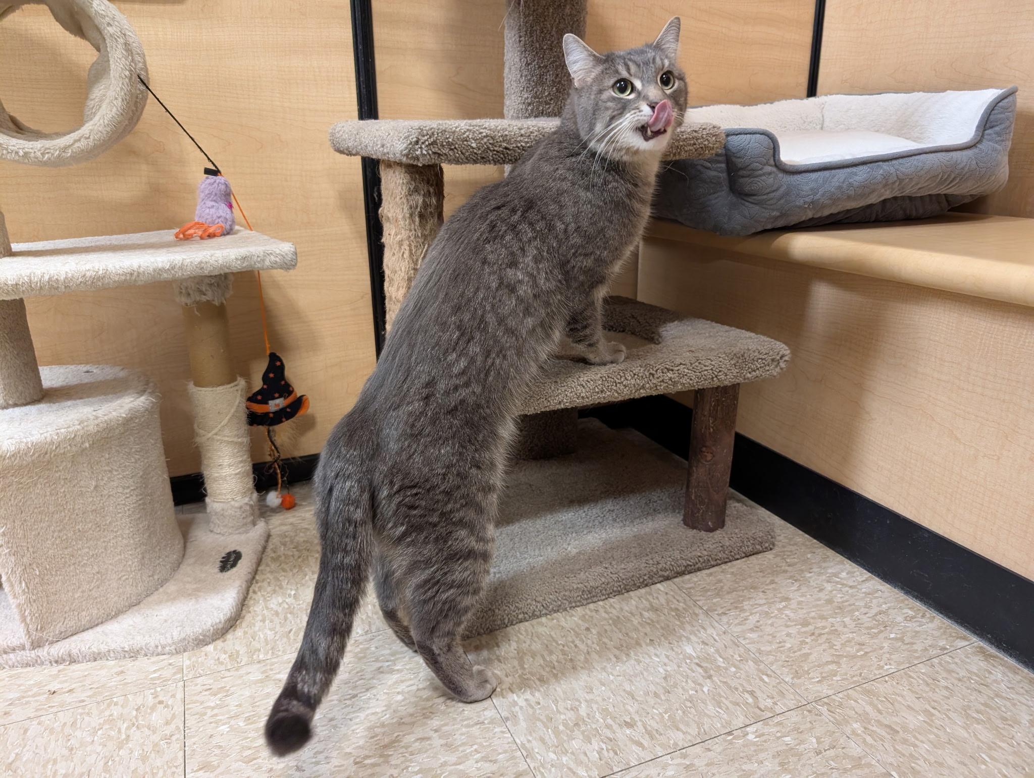 Sylvester, adopted, Adult Male Domestic Short Hair.