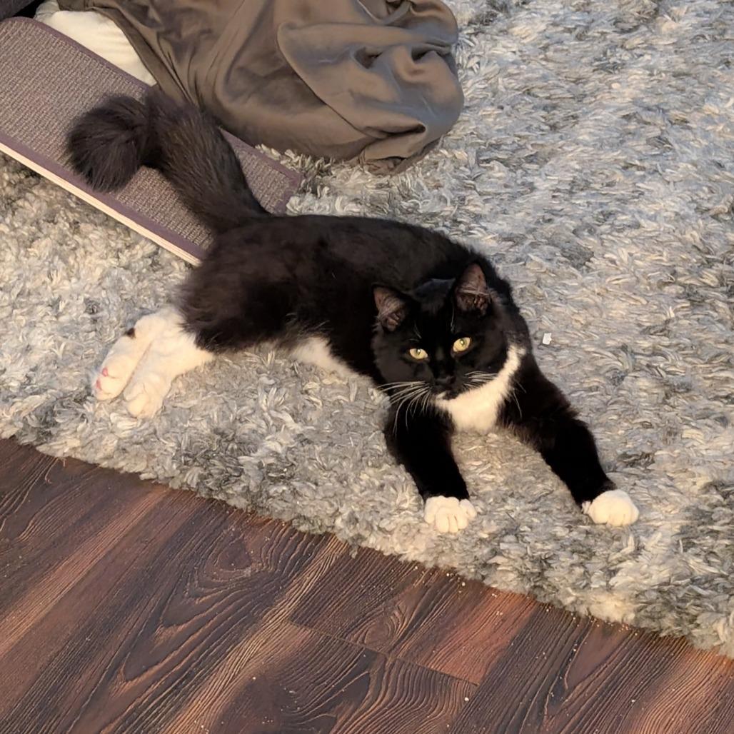 Boq, Adoptable, Young Male Domestic Medium Hair.