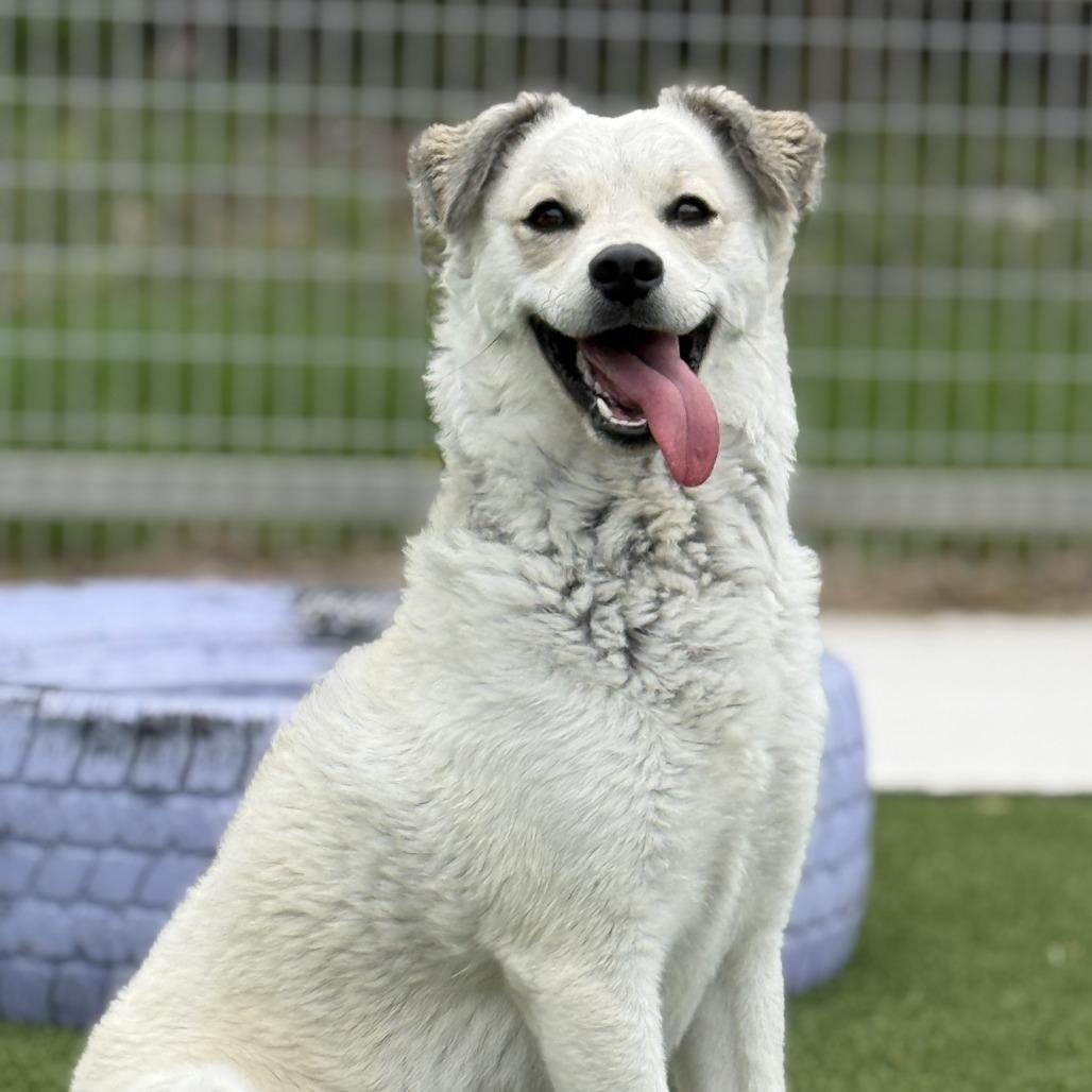 Enlarge Yuka, a Adoptable mixed breed in San Antonio, TX image 2/4