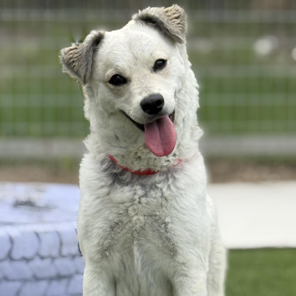 Yuka, Adoptable, Adult Female Eskimo Dog.