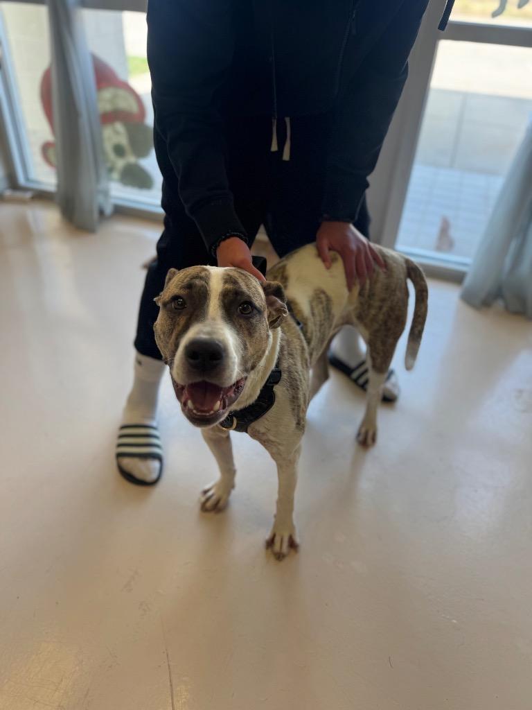 Enlarge Mufasa*, a Adopted mixed breed in Belton, TX image 1/1