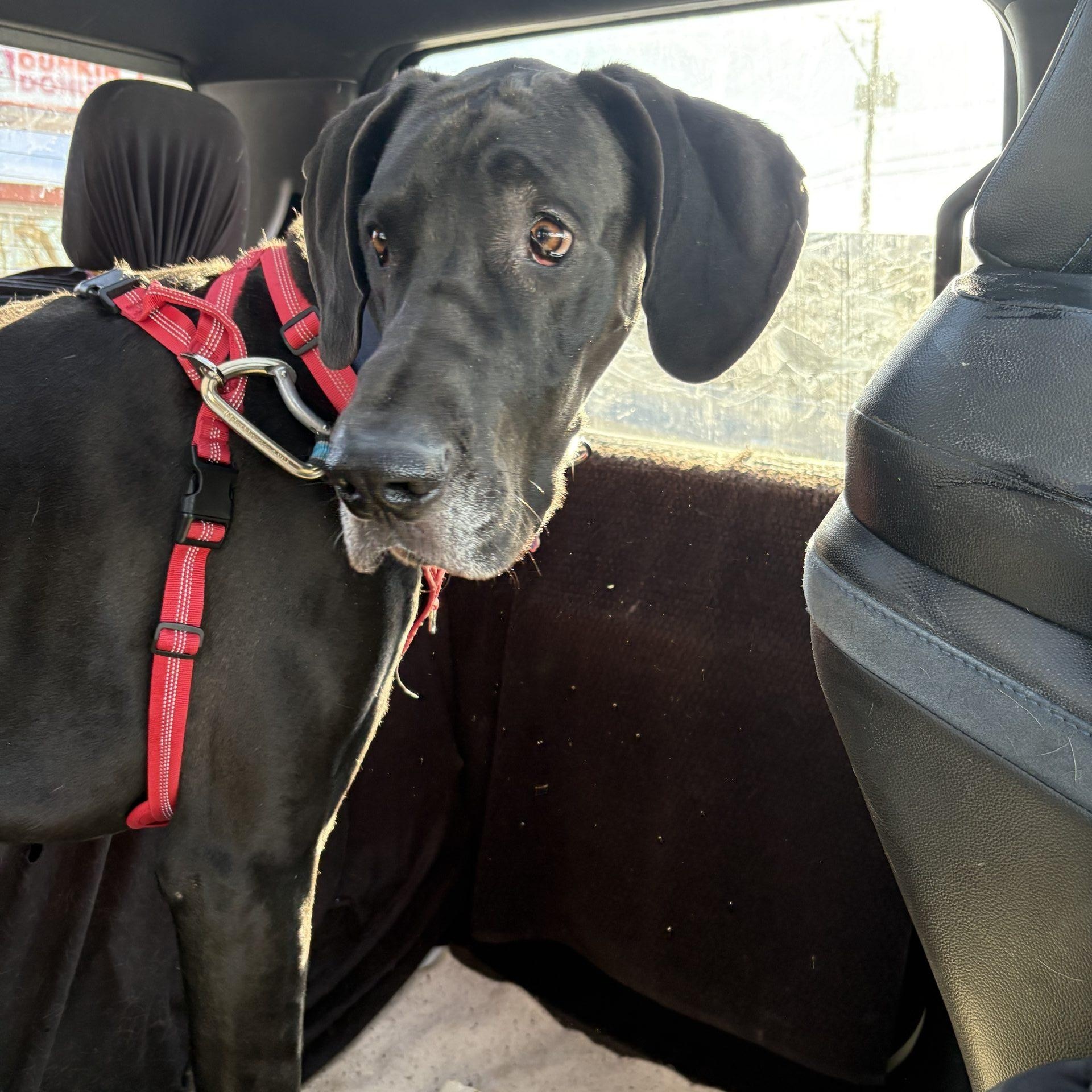 Enlarge Hunter, a ADOPTABLE Great Dane in Pine Beach, NJ image 2/2