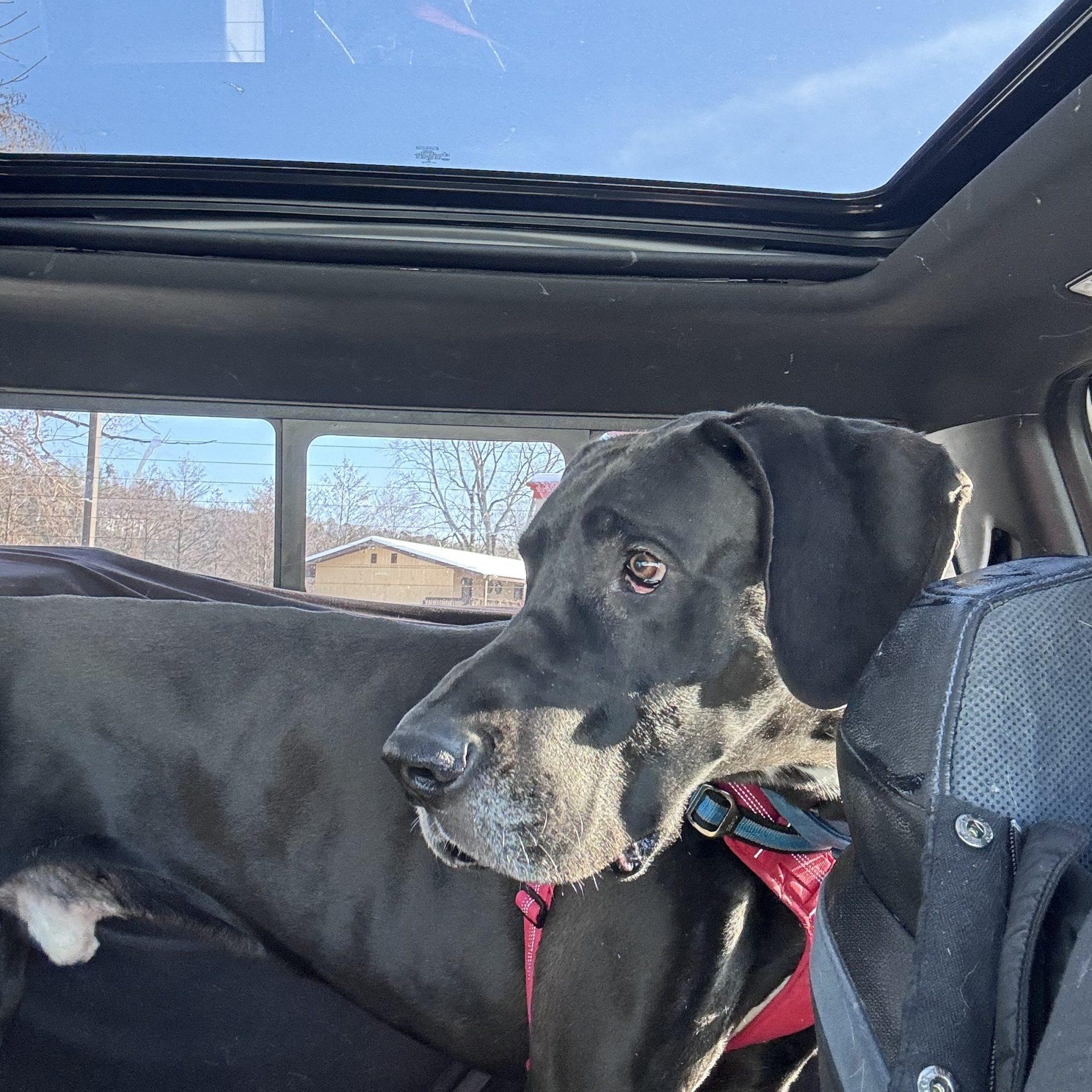 Enlarge Hunter, a ADOPTABLE Great Dane in Pine Beach, NJ image 1/2