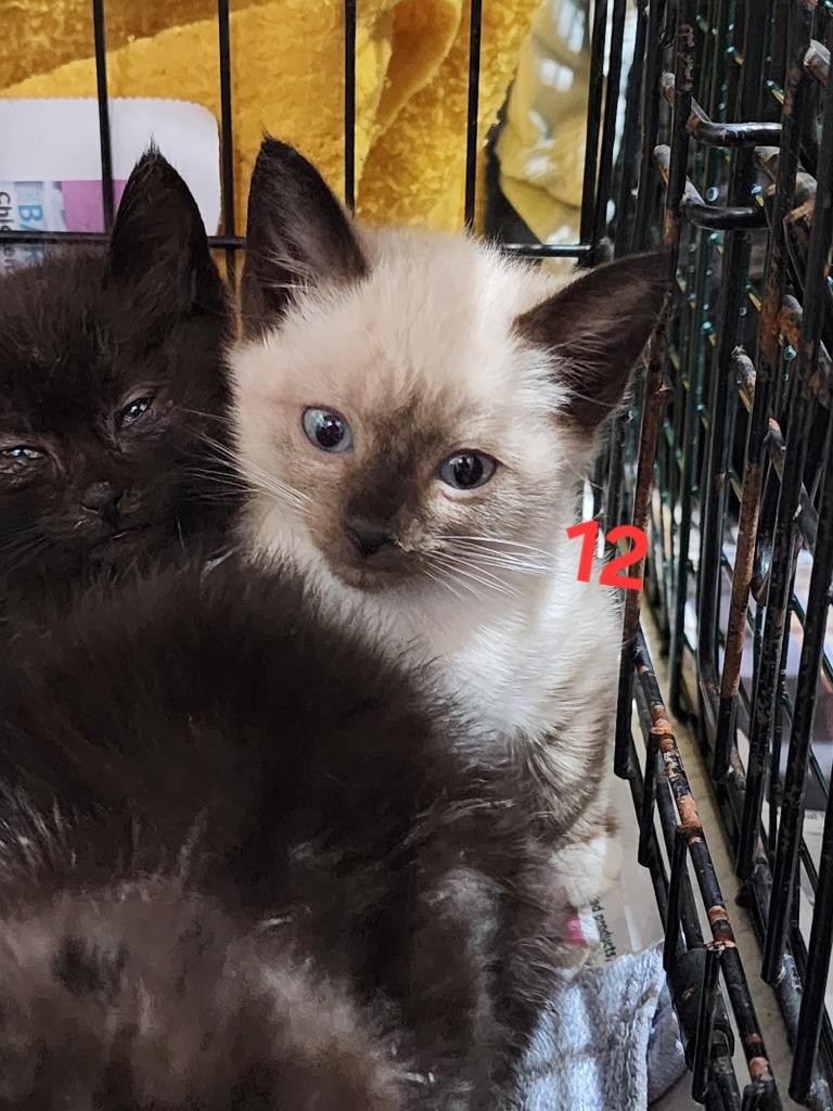 Enlarge M12 nka Woody, a Adopted mixed breed in Minot, ND image 1/1