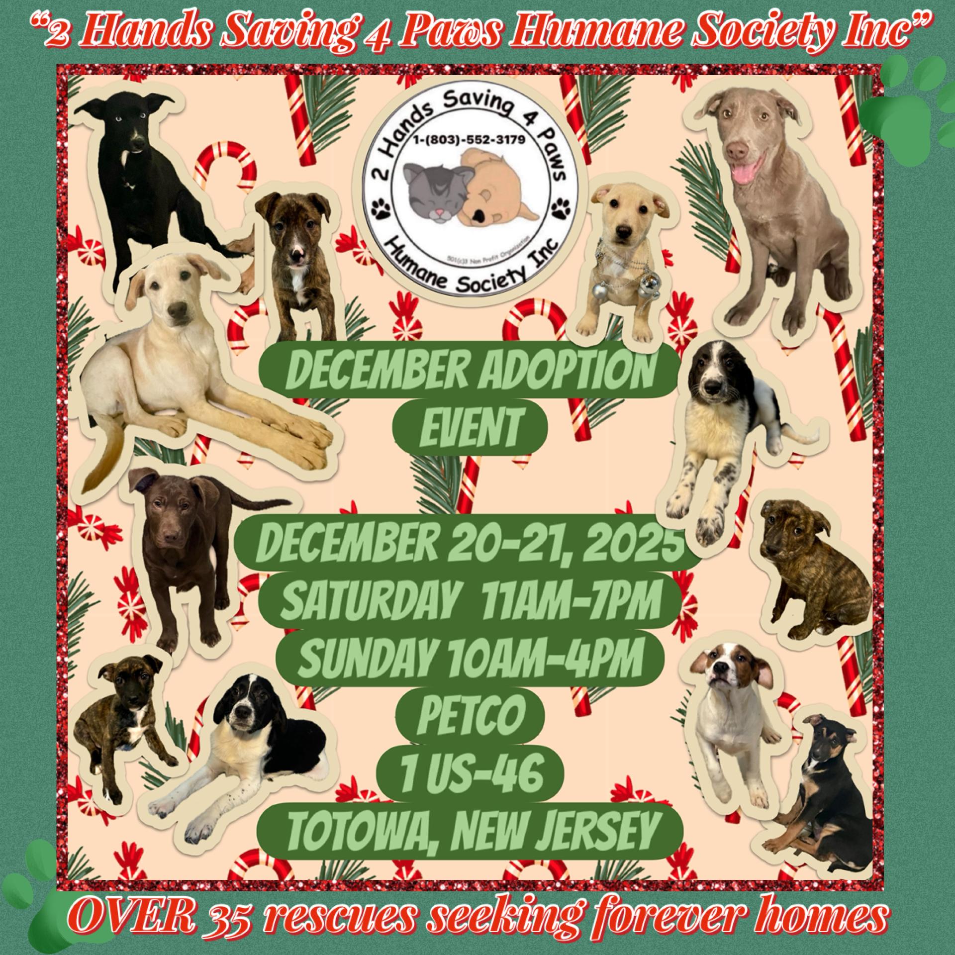 Enlarge “Snowball”, a Adoptable mixed breed in Totowa, NJ image 2/2