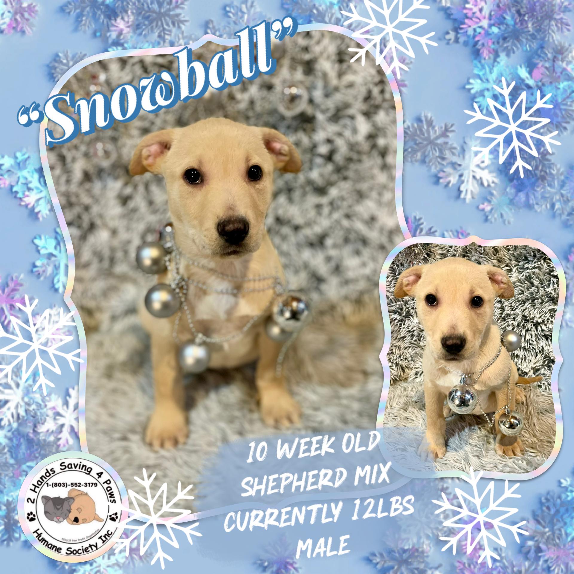 Enlarge “Snowball”, a Adoptable mixed breed in Totowa, NJ image 1/2