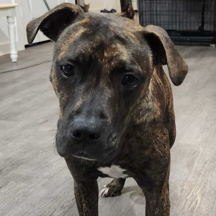 Dog for adoption Bear, a Pit Bull Terrier Mix in Green Bay, WI