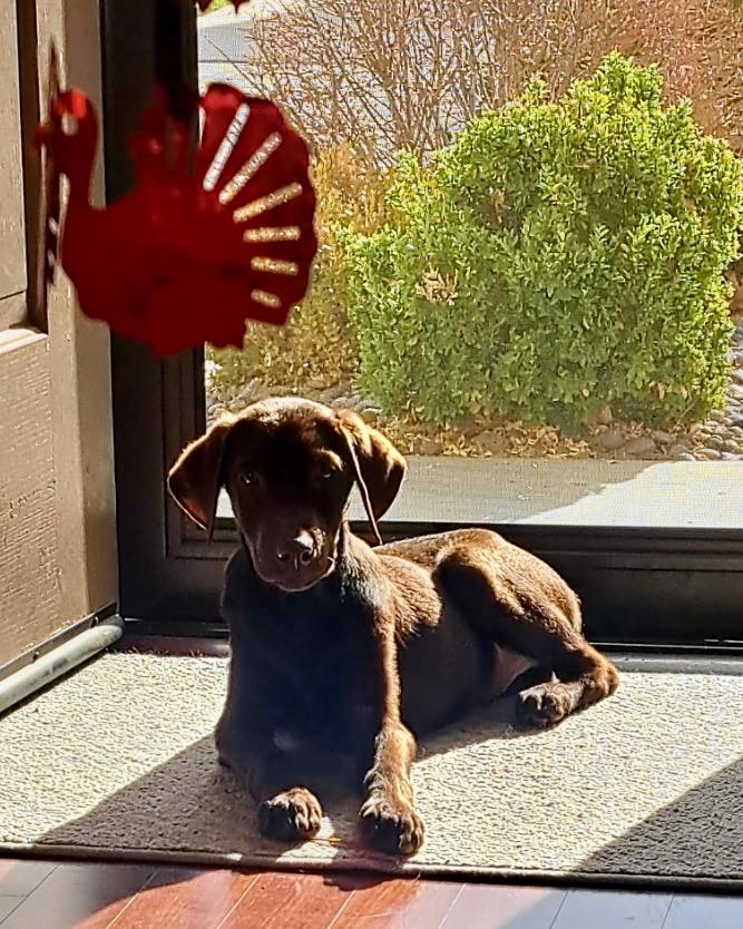 Blane, Adoptable, Puppy Male Labrador Retriever.