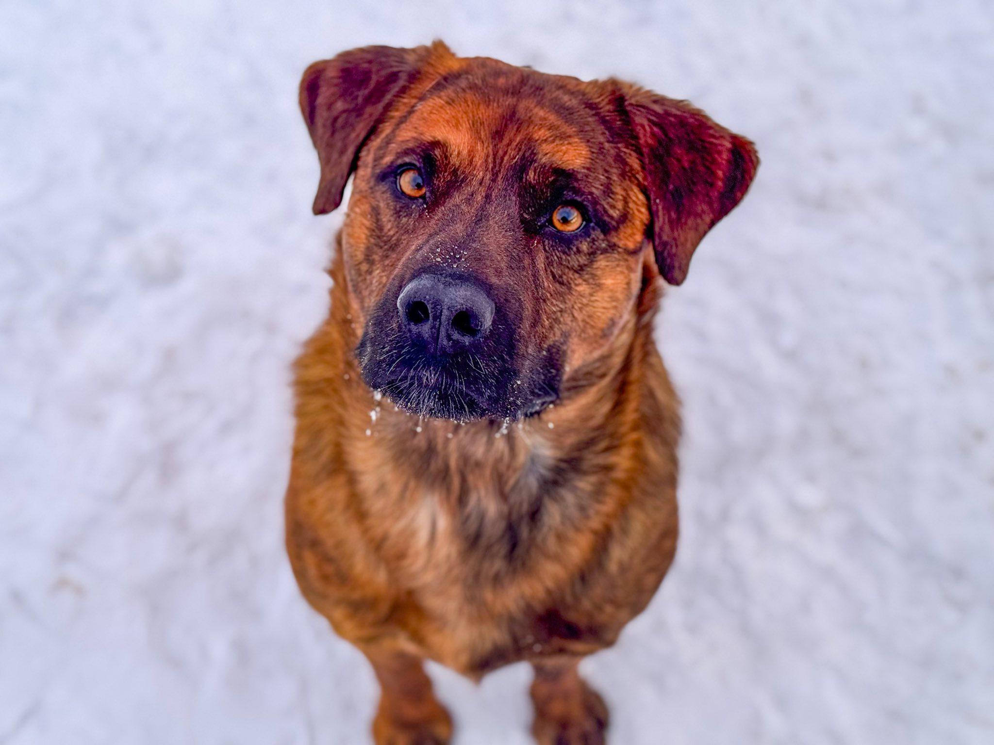 Cisco, ADOPTABLE, Adult Male Rottweiler.