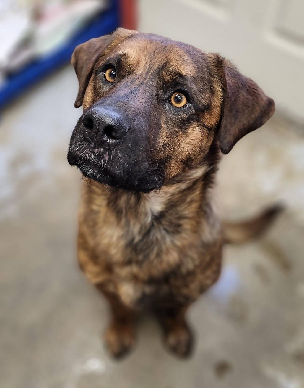 Enlarge Cisco, a ADOPTABLE mixed breed in Meadow Lake, SK image 2/5