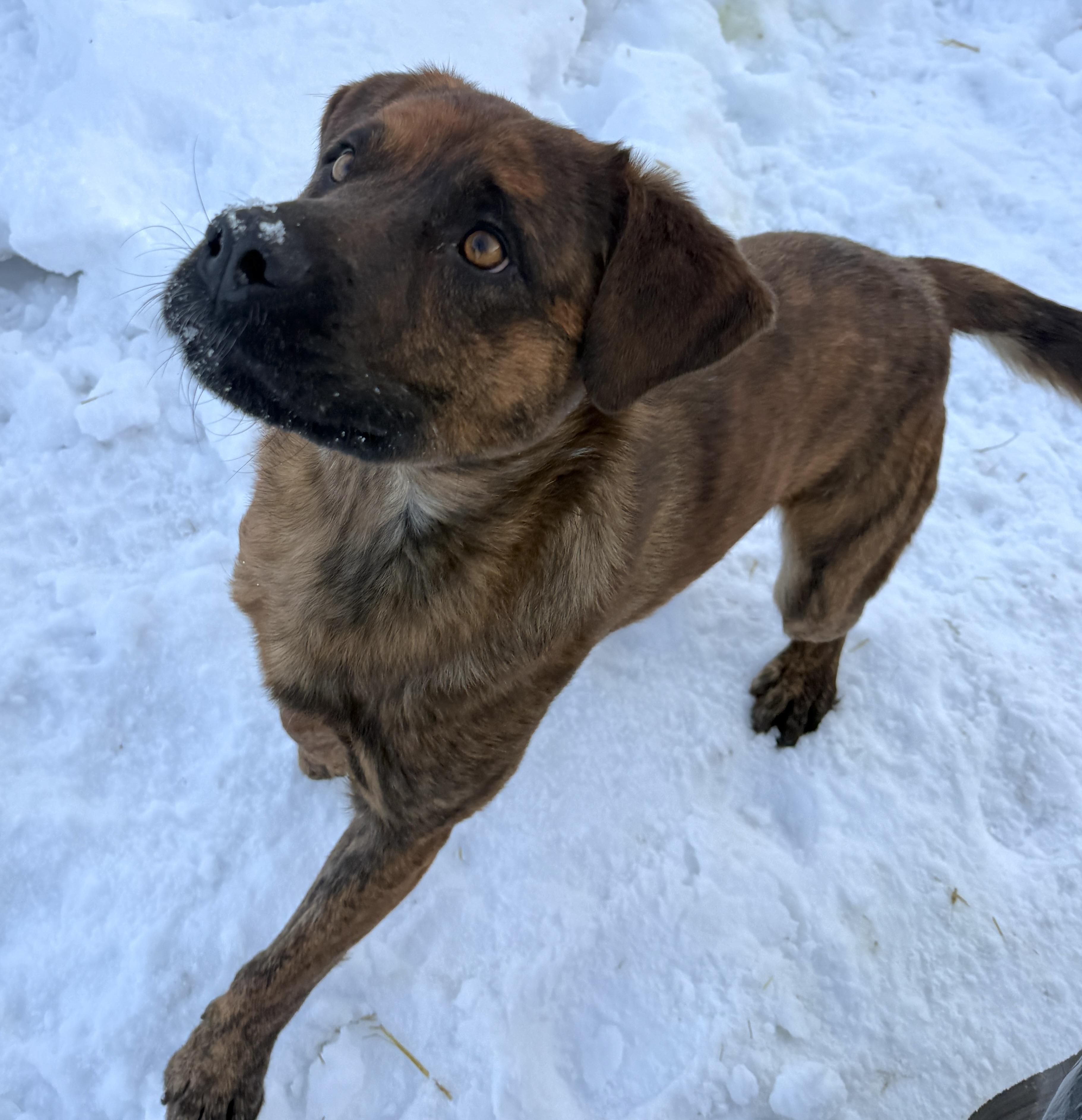 Enlarge Cisco, a ADOPTABLE mixed breed in Meadow Lake, SK image 3/5