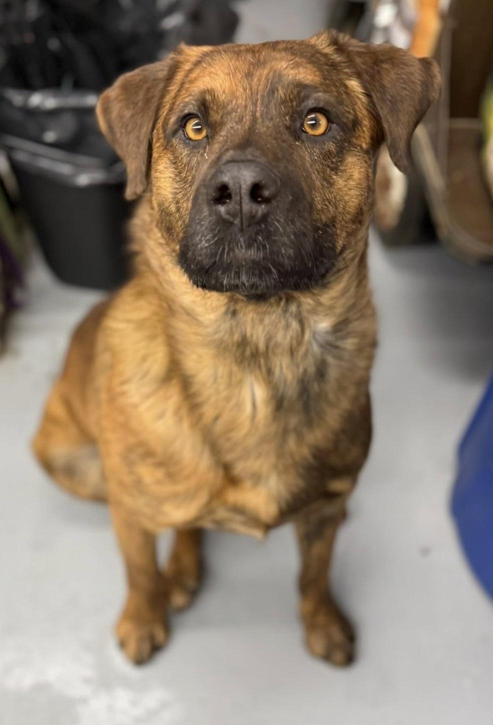 Cisco, ADOPTABLE, Adult Male Rottweiler.