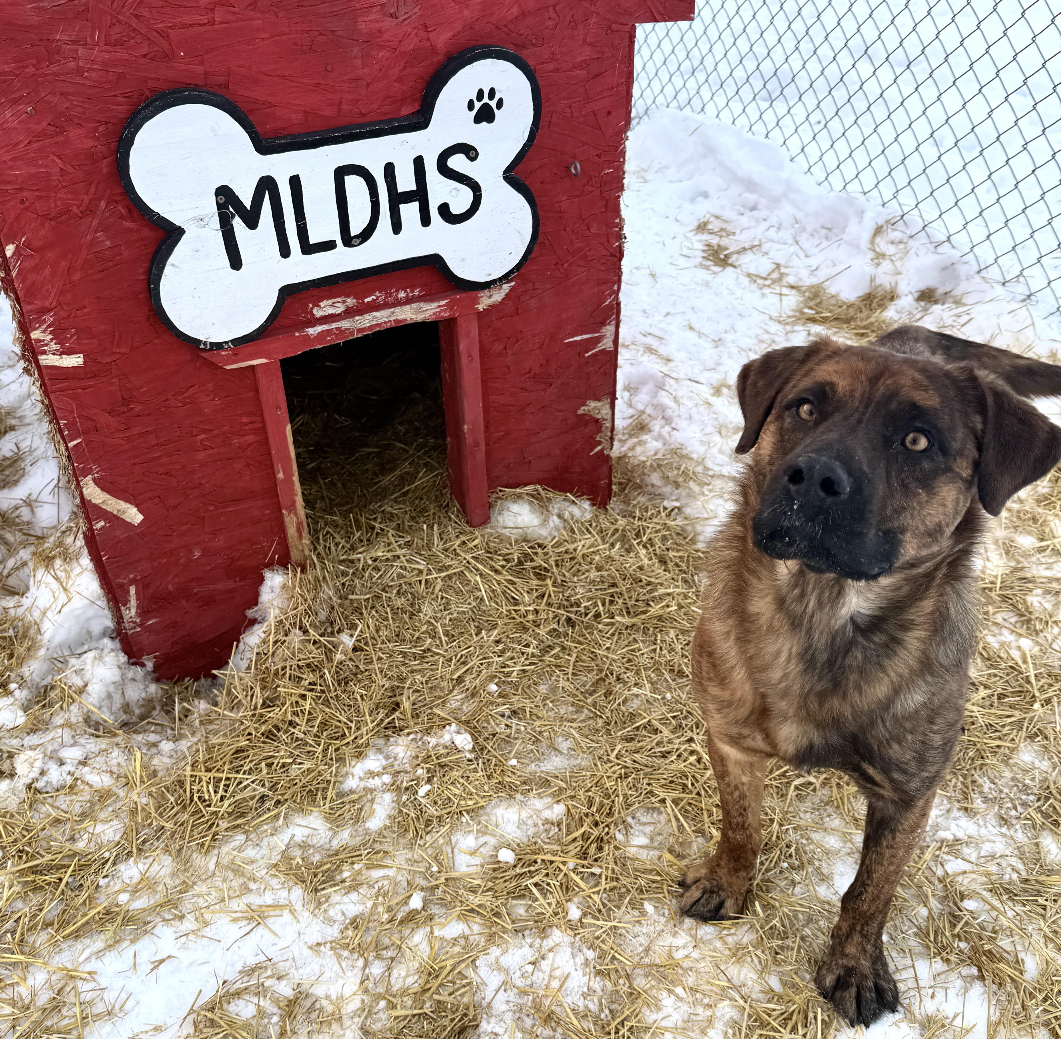 Enlarge Cisco, a ADOPTABLE mixed breed in Meadow Lake, SK image 4/5