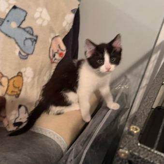 Domino (adopt with a sibling), Adoptable, Kitten Male Domestic Short Hair.