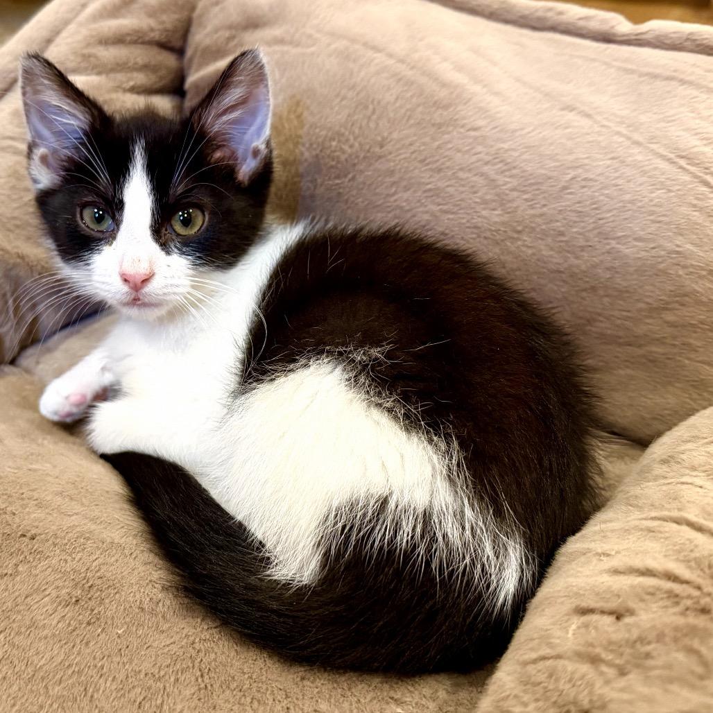 Domino (adopt with a sibling), a Adoptable Domestic Short Hair in Fayetteville, GA image 2/4