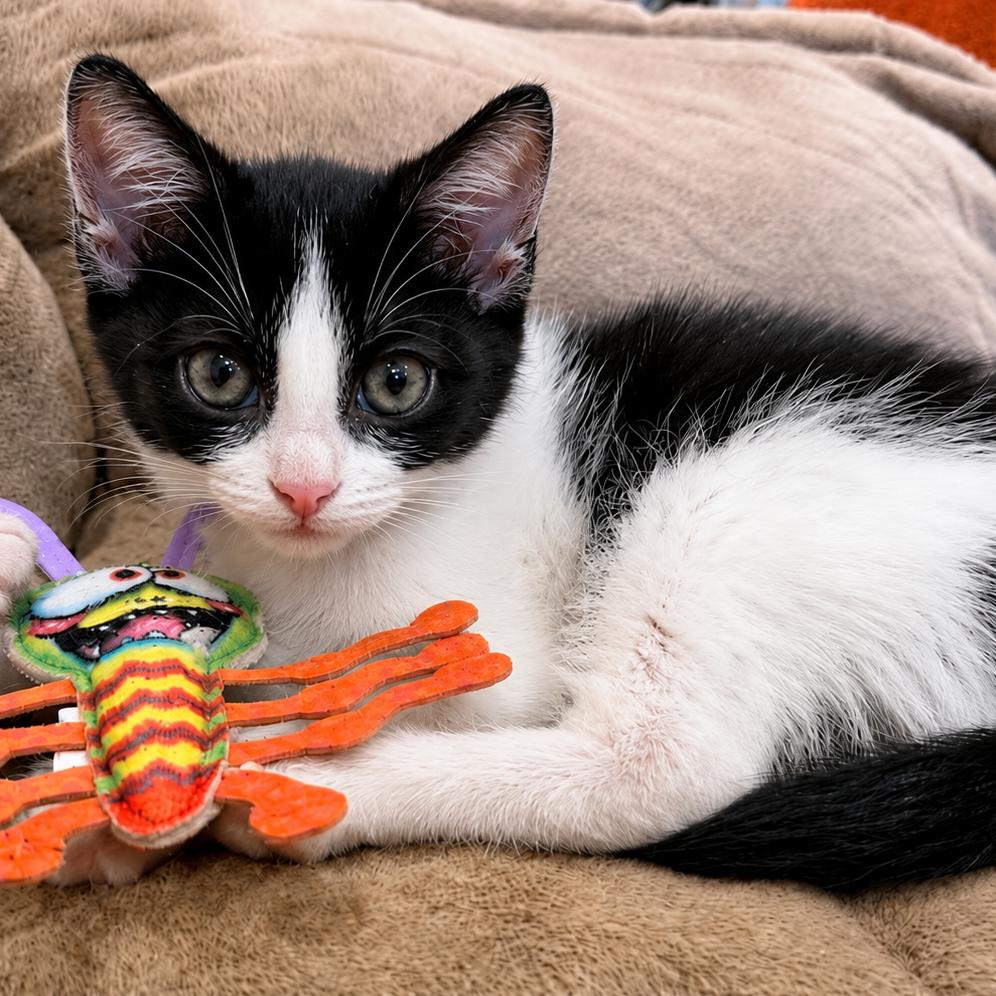 Domino (adopt with a sibling), a Adoptable Domestic Short Hair in Fayetteville, GA image 3/4