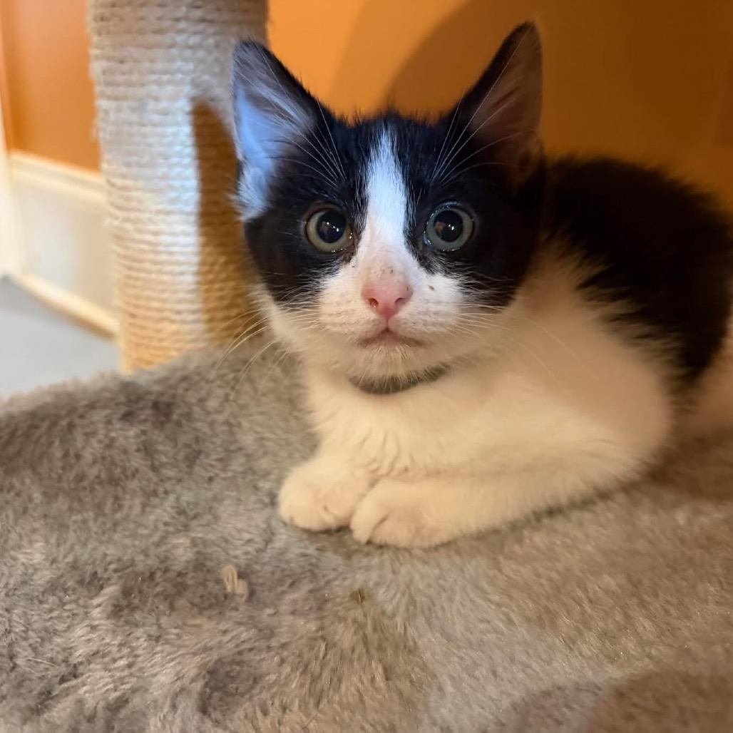 Domino (adopt with a sibling), a Adoptable Domestic Short Hair in Fayetteville, GA image 4/4